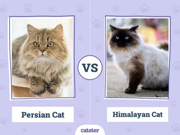 Persian vs Himalayan Cat: What’s the Difference? (With Pictures)