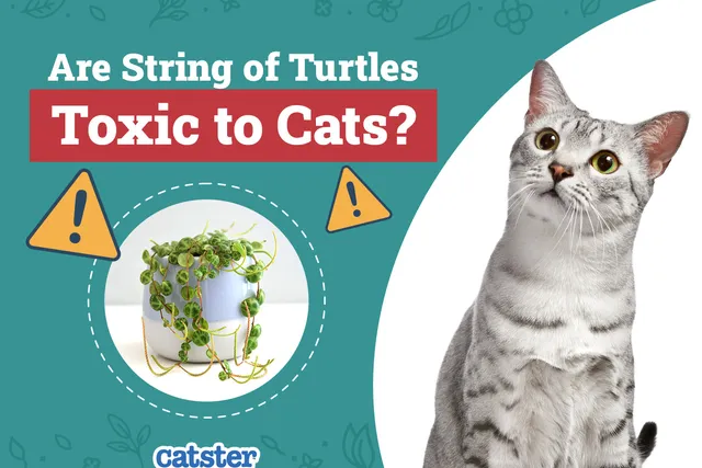 Are String of Turtles Toxic to Cats? Vet-Reviewed Safety Tips & Facts