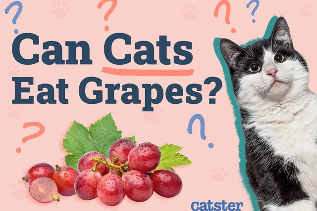 Can Cats Eat Grapes? Vet-Reviewed Nutrition Facts & FAQ