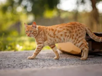 What Is a Digitigrade? Our Vet Explains Cat Locomotion