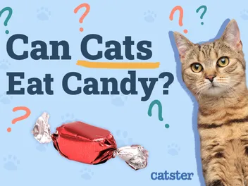 Can Cats Eat Candy? Health Risks & Recommendations (Vet-Reviewed)