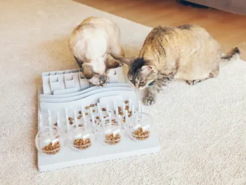 Puzzle Feeders for Cats: Introduction Tips, Types & FAQ (Vet-Verified)