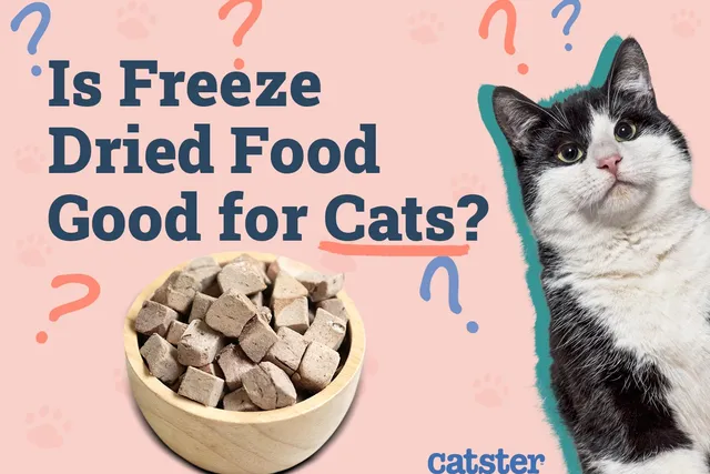 Is Freeze Dried Food Good for Cats? Vet-Reviewed Nutrition Facts & Tips