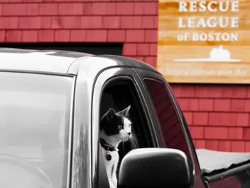 How Toto the Tornado Kitten Brought a Community Together