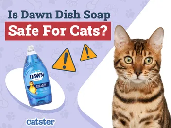Is Dawn Dish Soap Safe for Cats? Bath Tips & Soap Alternatives