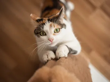 9 Best Cat Scratching Posts in Canada in 2026 - Reviews & Top Picks