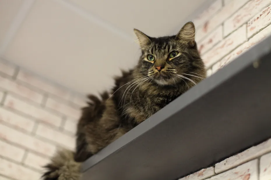 Cat sits on a shelf