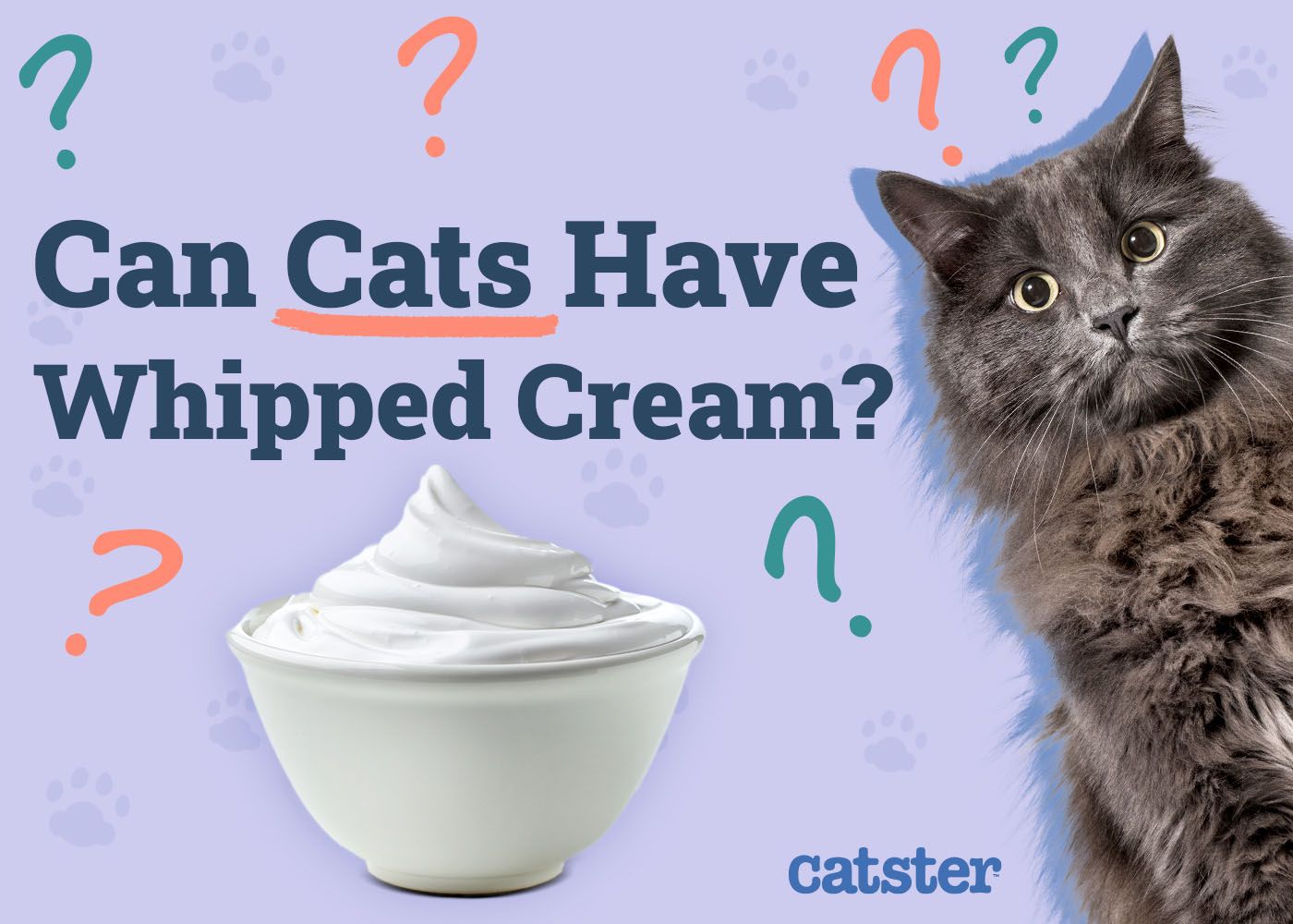 Can Cats Have Whipped Cream