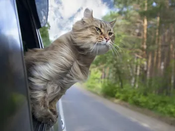 Why Is My Cat Panting in the Car? 5 Vet-Reviewed Reasons