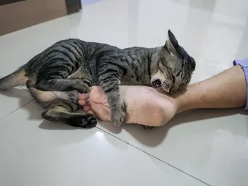 Why Does My Cat Bite My Feet? 6 Vet-Approved Reasons for This Behavior