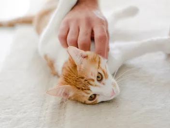 Cat Lymph Nodes: Vet-Verified Health Facts, Guide & Diagram