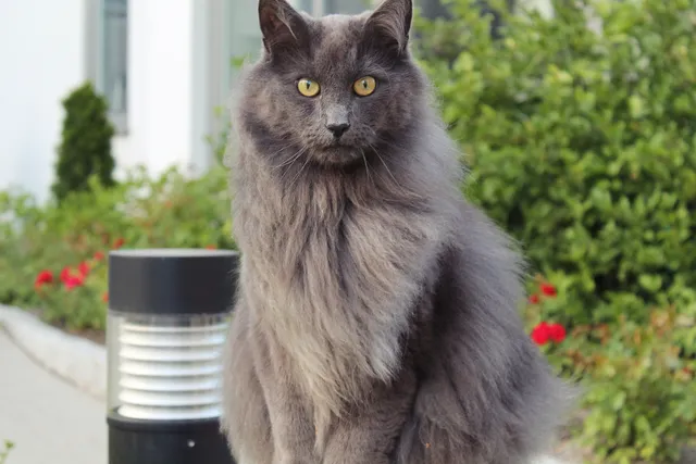 20 Long Haired Cat Breeds: Info, Pictures & Facts