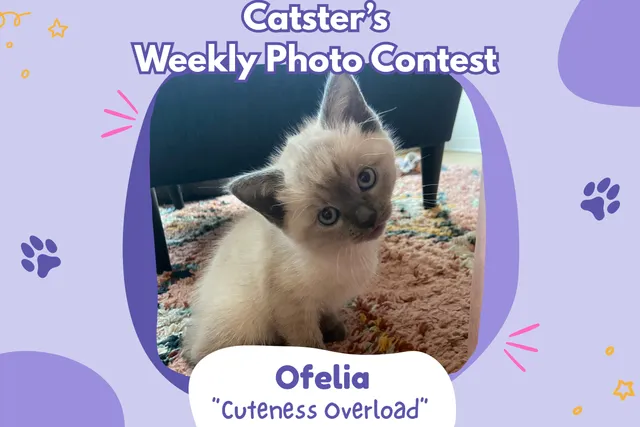 Catster’s Weekly Photo Contest Winners: Cuteness Overload (March 26, 2026)