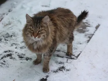 How Do Outdoor Cats Survive Cold Winters? Vet-Verified Facts & Care Tips