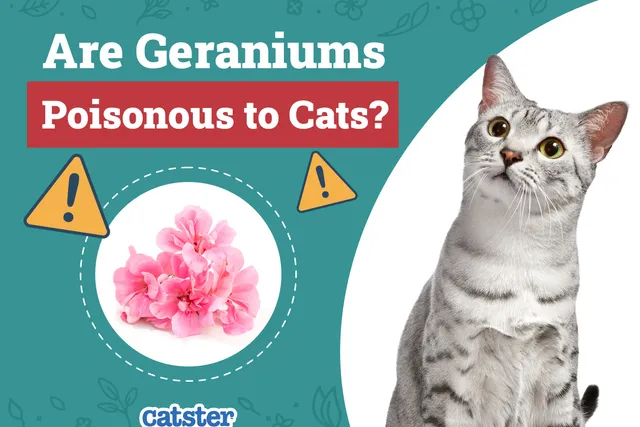 Are Geraniums Poisonous to Cats? Vet-Verified Facts & Info