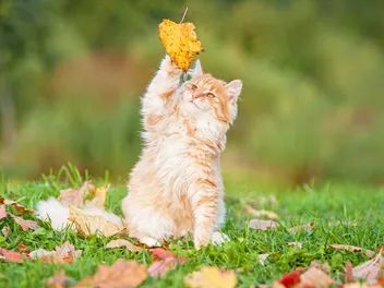 Cats in Fall: Pictures, Behaviors & FAQ About Autumn Kitties