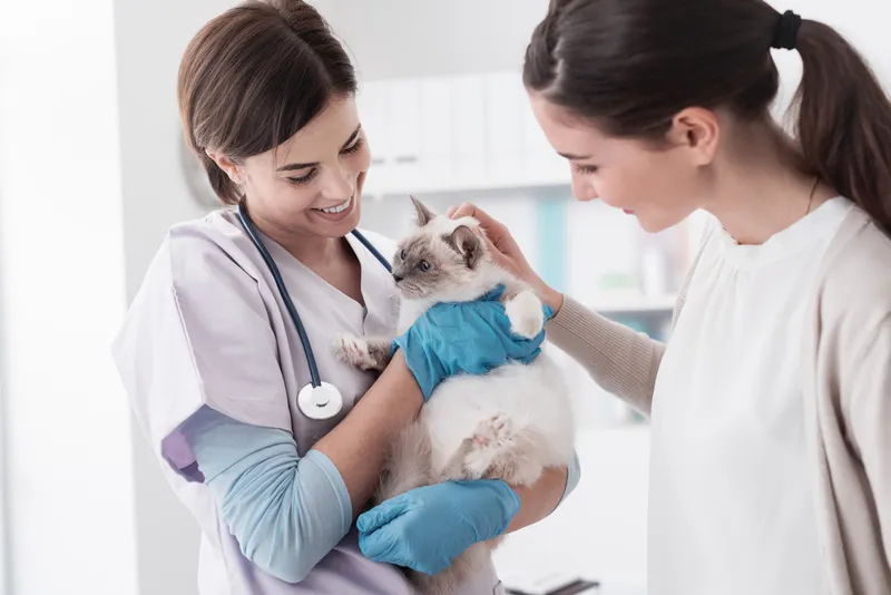 How to Save Time at the Vet? 11 Vet Approved Tips for Being Efficient at the Vet