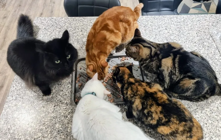 This bunch costs about $1400 per year in insurance