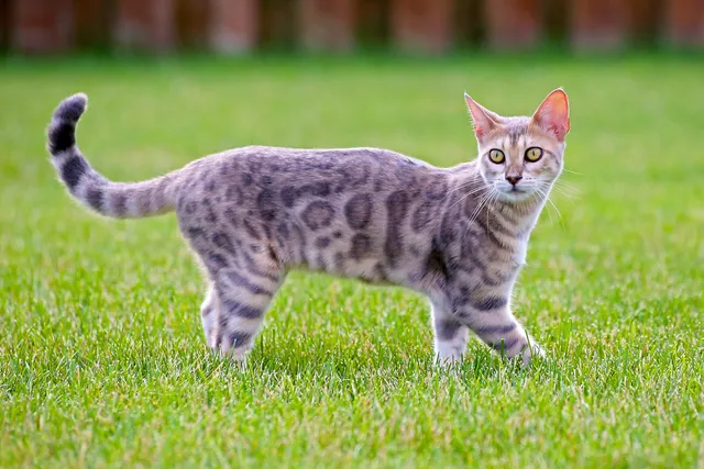 Blue Bengal: Info, Pictures, Origin & History