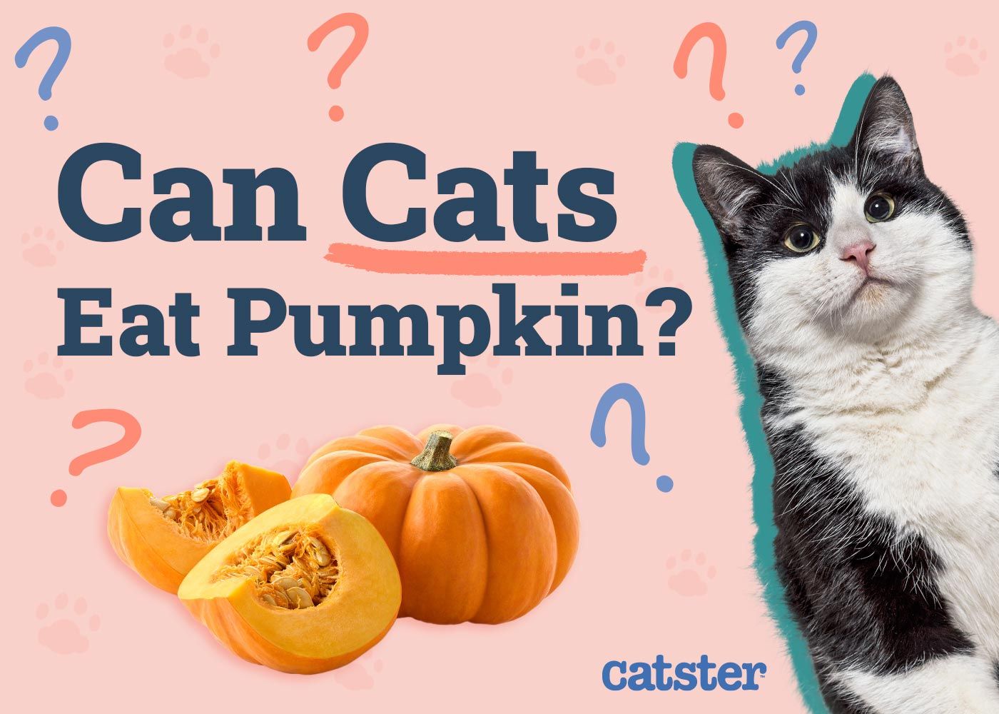 Can Cats Eat Pumpkin