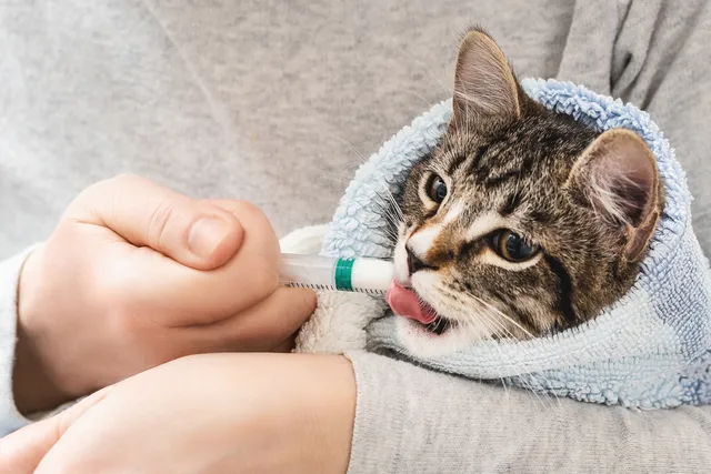 How to Syringe Feed a Kitten: 5 Vet-Approved Steps & Safety Guide