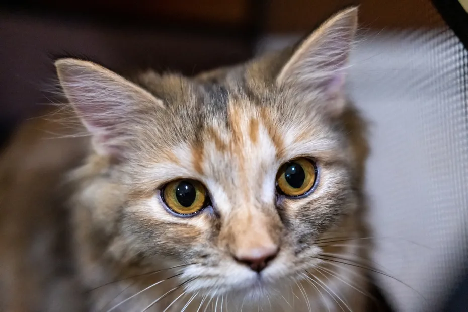 Mixed breed cat between Maine Coon and Scottish Fold