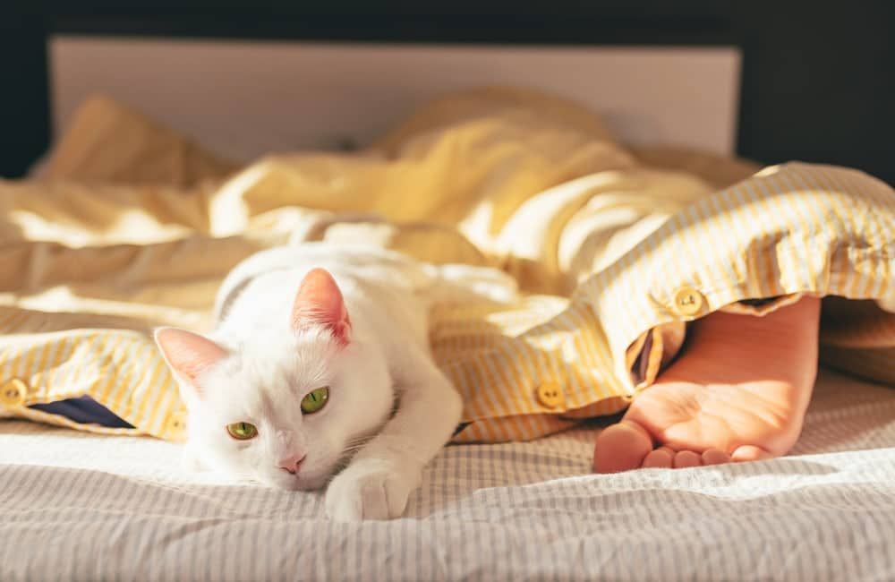 Why Do Cats Sleep at the Foot of the Bed? 8 Possible Reasons for This Behavior (Vet Reviewed)