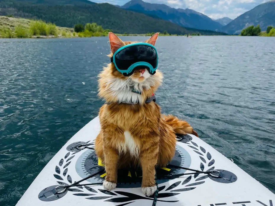 Meet Liebchen, the World-Travelling Adventure Cat 327E06DC-71CD-4854-9039-CDF6DD05DC5E_Original