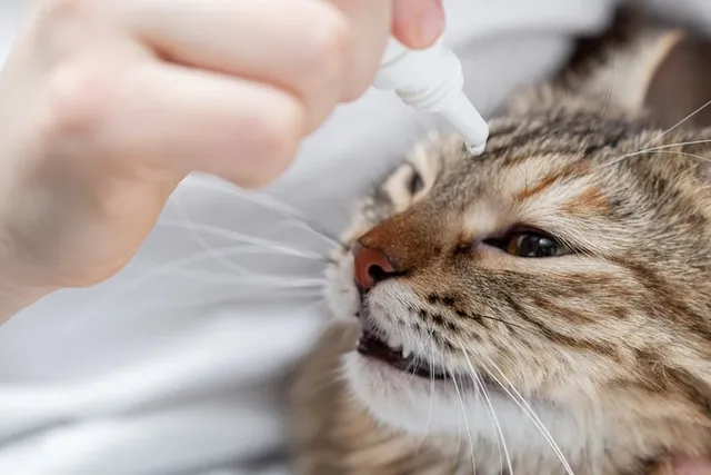 5 Vet-Reviewed Tips on How to Use Cat Eye Drops (Without Getting Scratched)