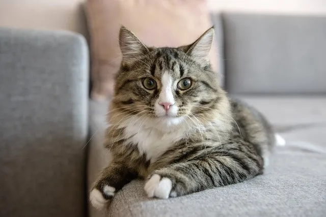 10 Cat-Friendly Couch & Furniture Fabrics for Cat Hair and Claws
