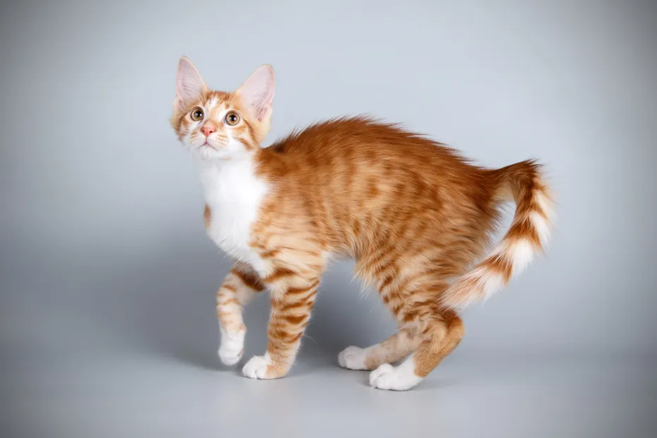 Aphrodite giant cat colored backgrounds
