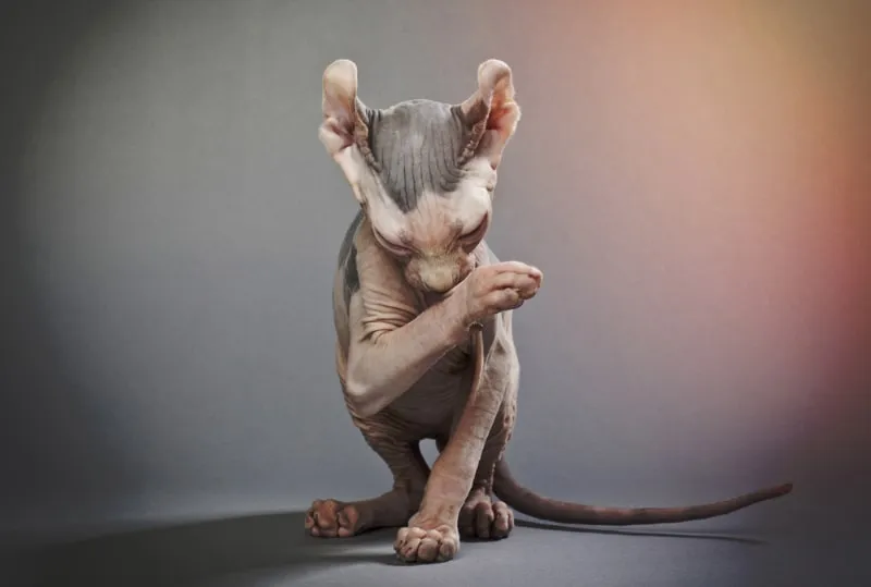 elf cat grooming itself