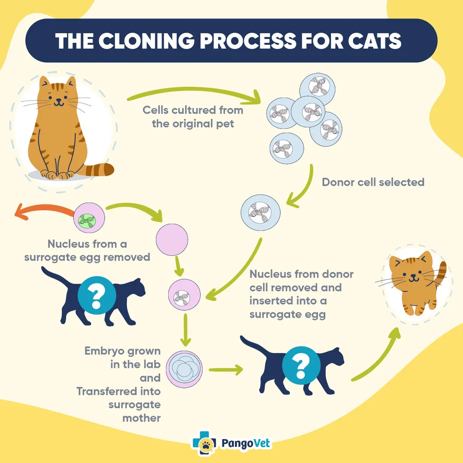 PangoVet_The Cloning Process for Cats