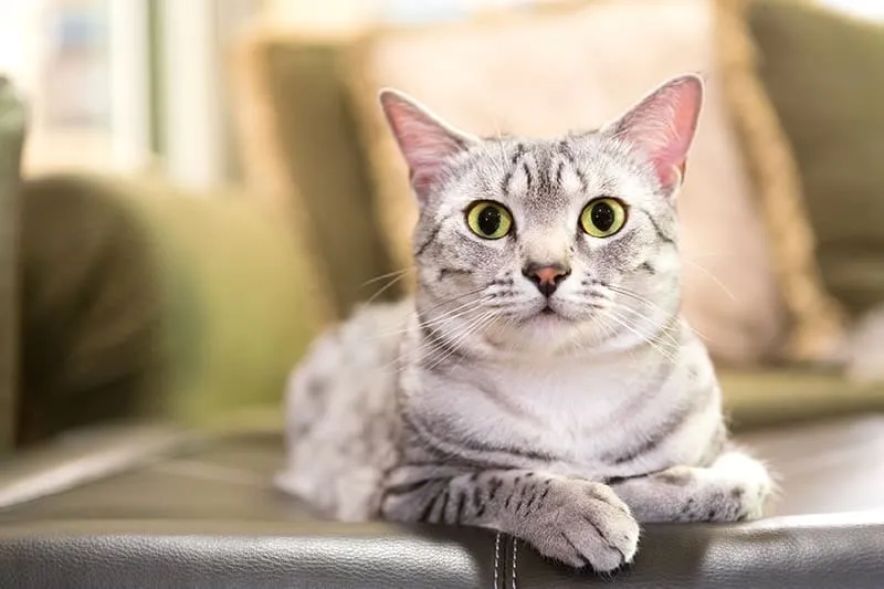 silver-egyptian-mau-cat-relaxing-on-the-couch