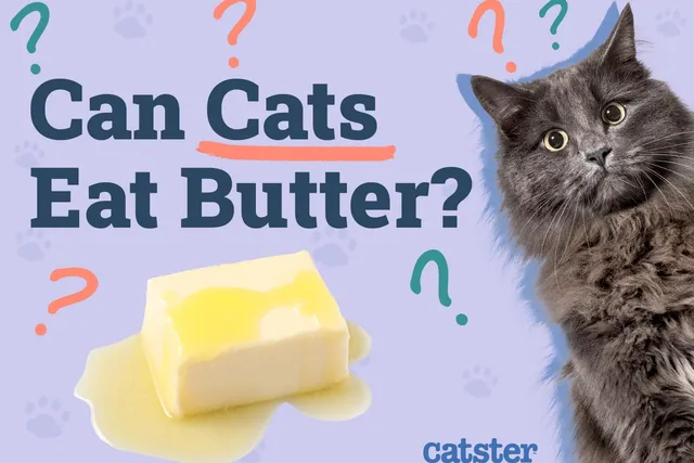 Can Cats Eat Butter? Vet-Approved Facts & FAQ