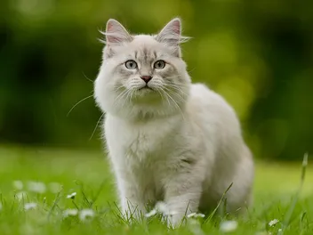 17 Most Beautiful Cat Breeds (With Info & Pictures)