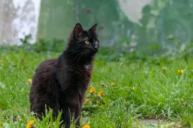 How to Keep Cats From Pooping in My Yard: 6 Vet-Verified Safe Methods