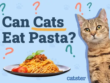 Can Cats Eat Pasta? Vet-Reviewed Diet Facts & FAQ