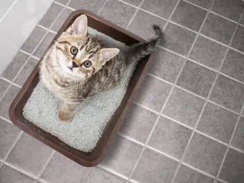 9 Different Types of Cat Litter: Vet-Verified Pros & Cons