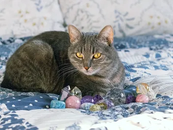 12 Healing Crystals for Cats: A Holistic Guide