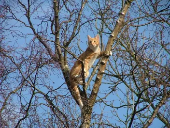 Can a Cat Climb Down a Tree? Vet-Reviewed Anatomy Facts & Rescue Tips