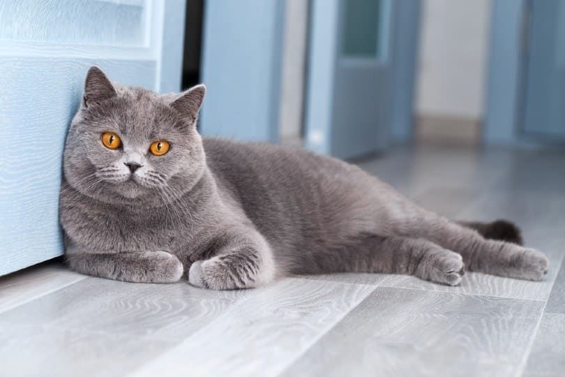 How Much Does a Cat Cost in the UK? 2026 Care & Supplies Guide — Catster