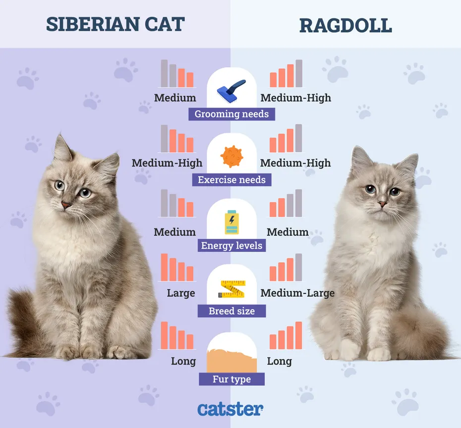 Catster_Side by Side Siberian Cat vs Ragdoll