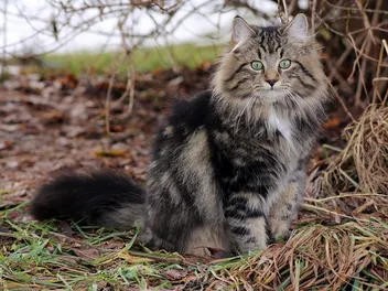 Norwegian Forest Cat Size Compared to Other Cats (With Pictures)