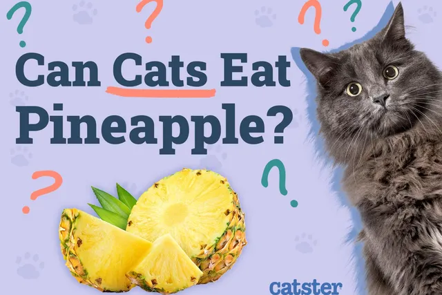 Can Cats Eat Pineapple? Vet-Approved Nutritional Facts