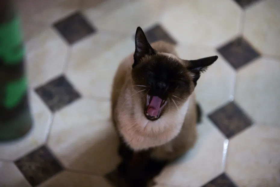 Small cat toy-bob sitting on the bathroom tiles