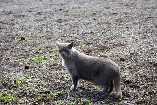 Blue Burmese Cat: Info, Pictures, Facts & History