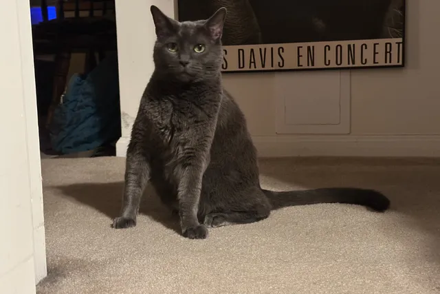 Is Disciplining a Cat Useful or Effective? Olga Says No!