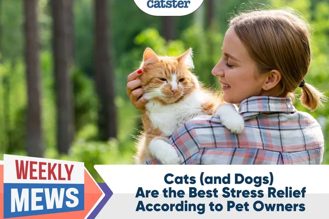 Cats (and Dogs) Are the Best Stress Relief, According to Pet Owners