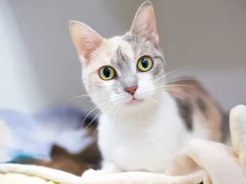 What is a Dilute Calico Cat? Vet Verified Facts (With Pictures)